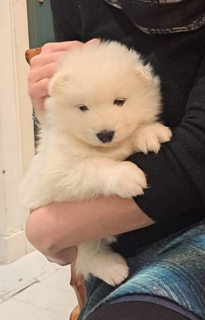 Adorable Samoyed puppies 