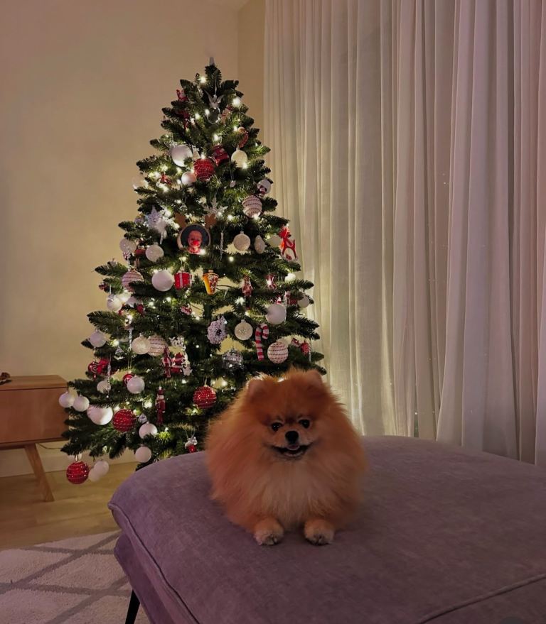 Fluffy Pomeranian puppy 🐶 KC REG