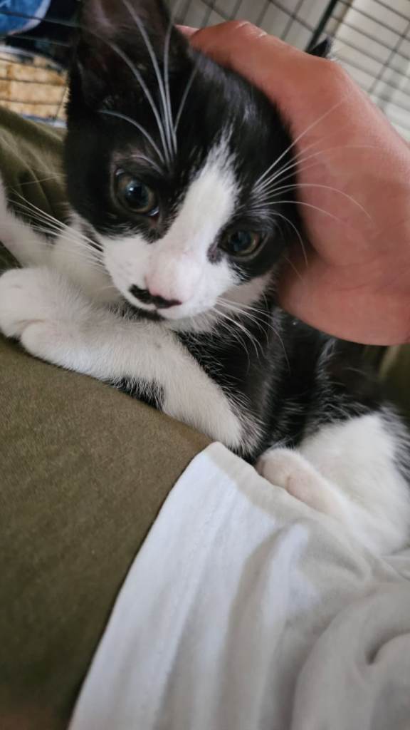 🐾 Adorable Black & White Male Kitten for Sale – £60