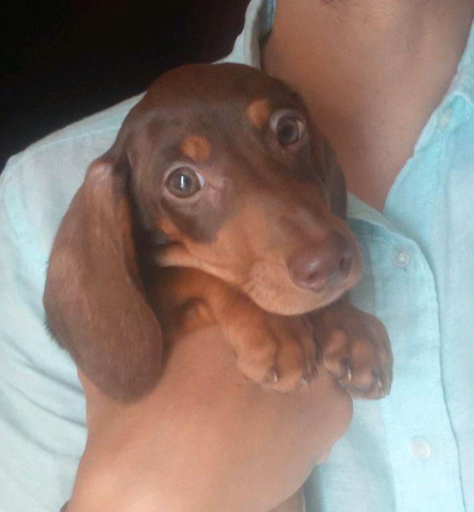 Adorable Chocolate Brown Female Dachshund 