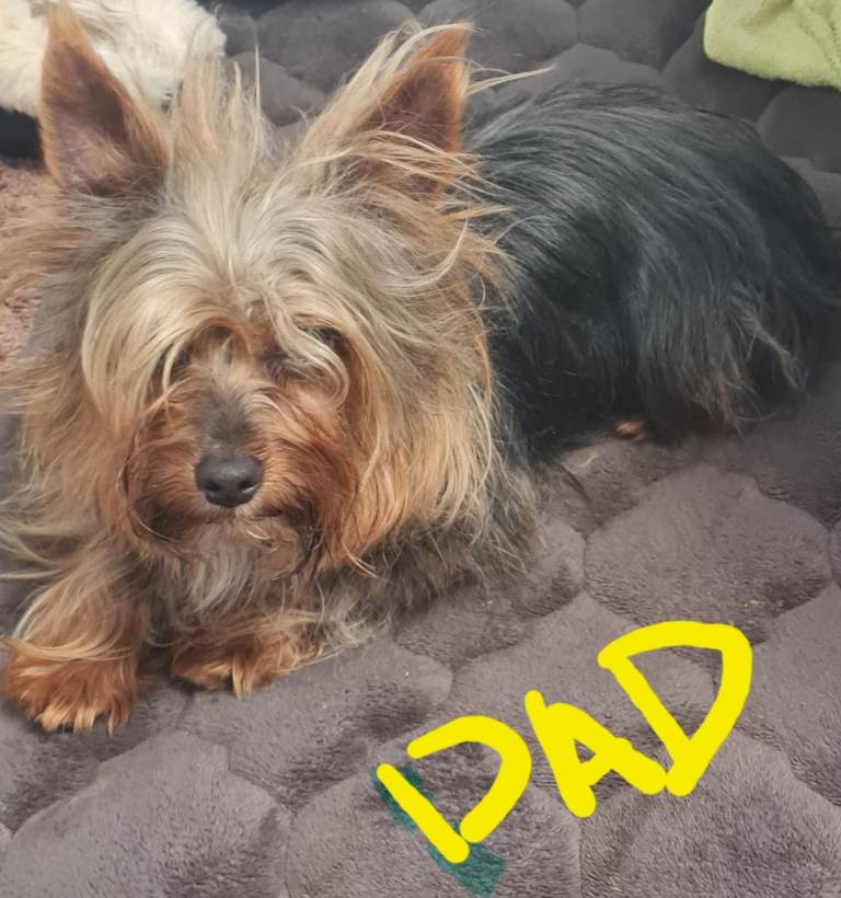  Dashed, mom cross Yorkshire terrier, dad, small variety.