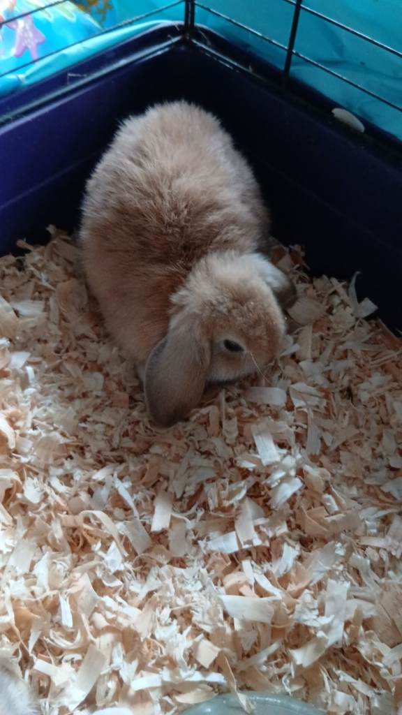 Baby rabbits