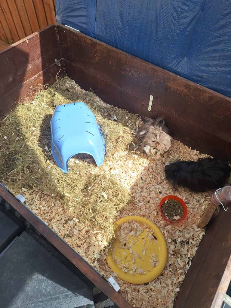 2 Guinea pigs for sale