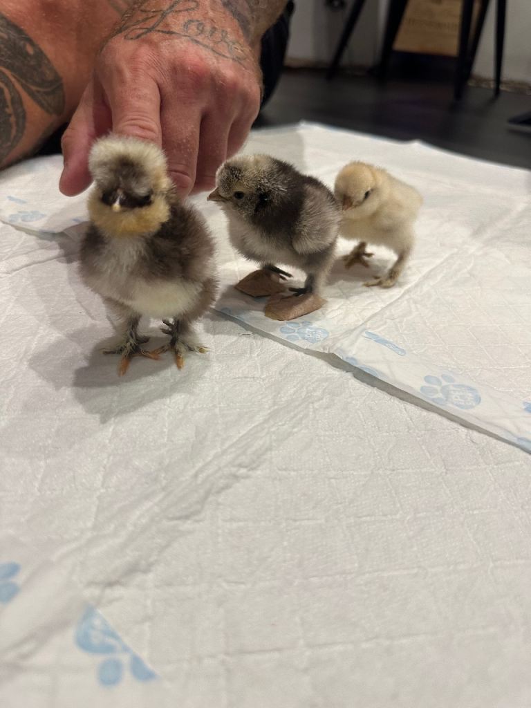 Silkie chicks