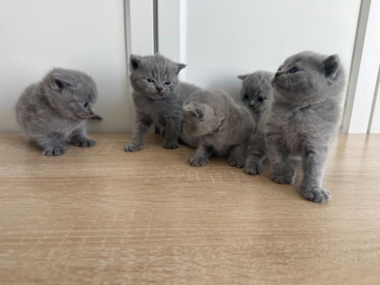 5 British Shorthair Kittens For Sale!