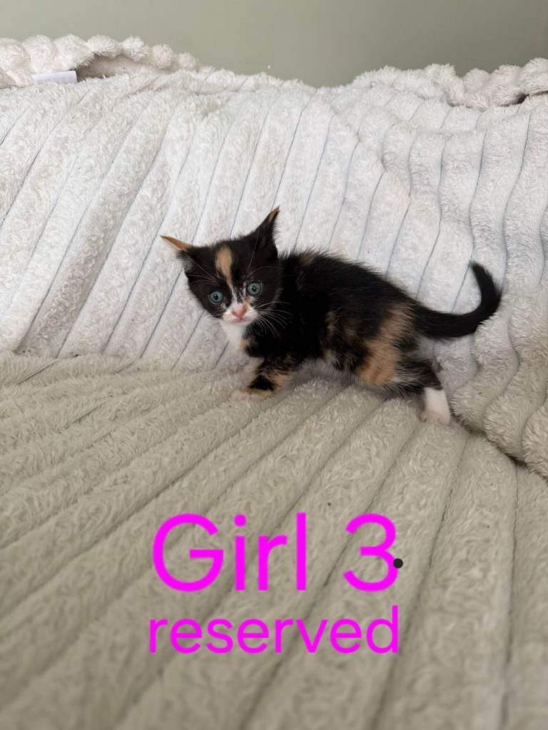 Kittens for sale 