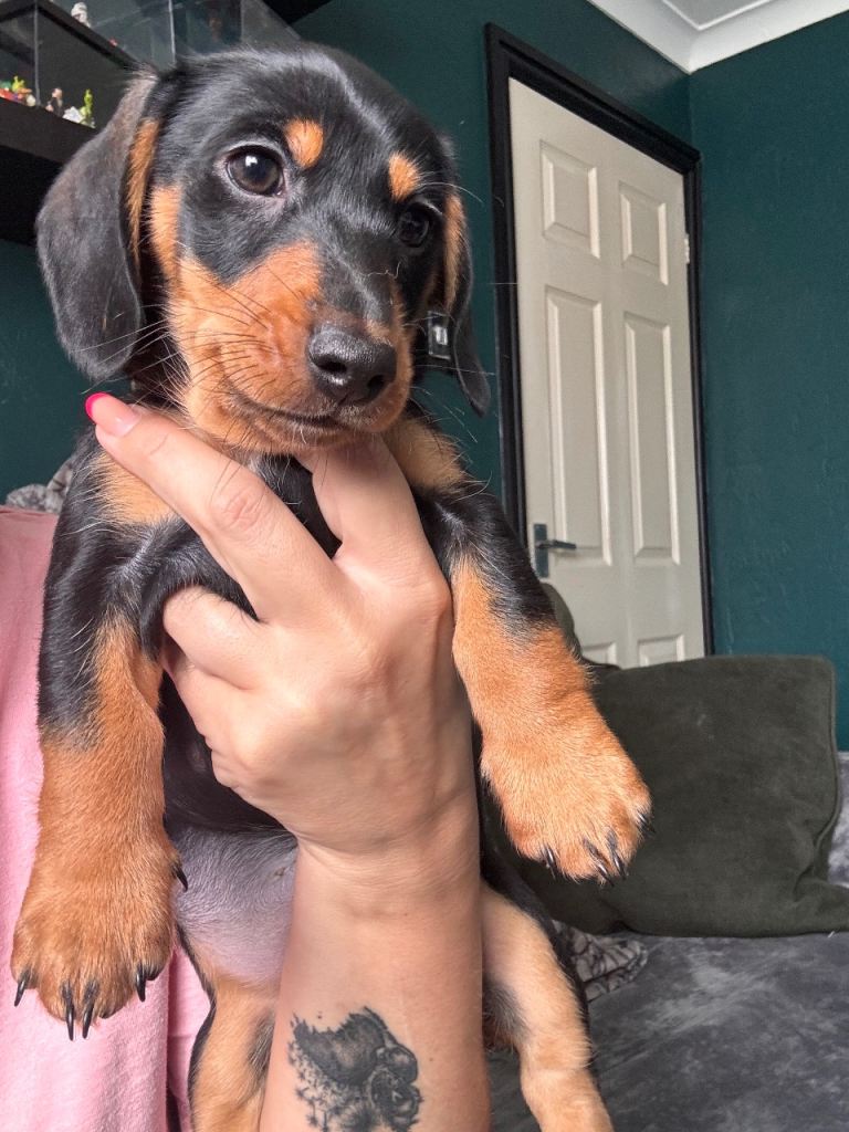 1 cute KC registered miniature dachshund boy available 