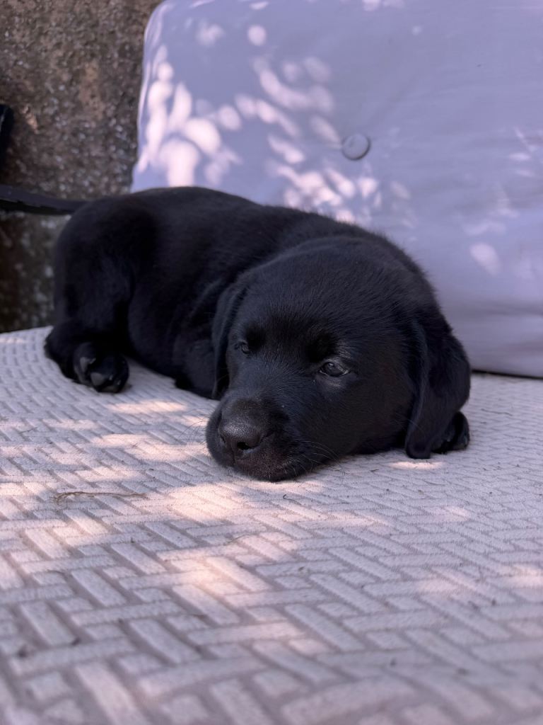 Rottweiler x lab 