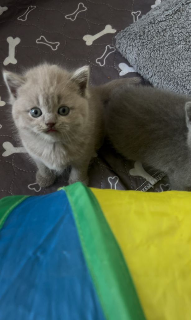 Female British Shorthair