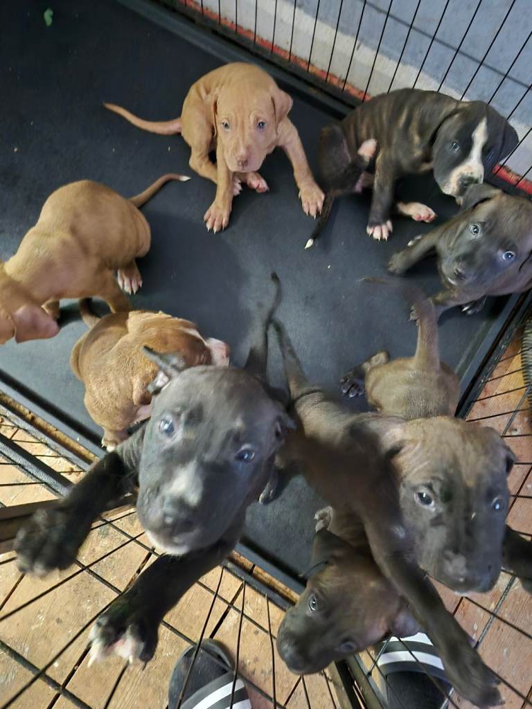 Puppies