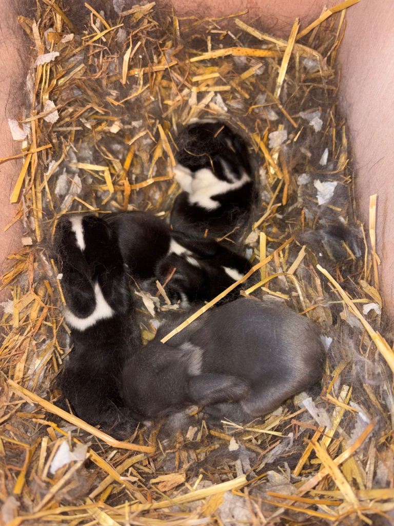 Mini lop bunnies 