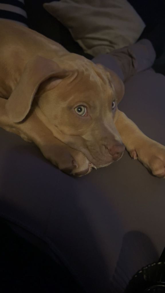 Friendly Puppy Looking for a new home