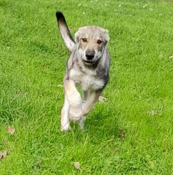 LEO now available.  Tamaskan male puppy fully vaccinated, Embarked.  Pedigree and Registered