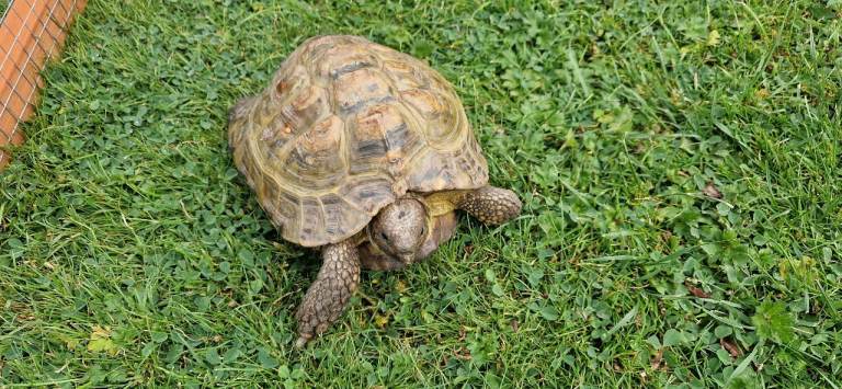 Tortoise 10 years old 