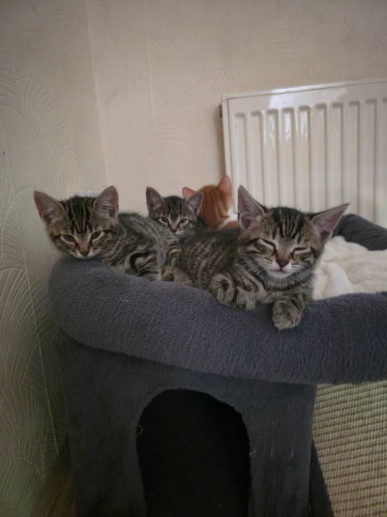 Kittens