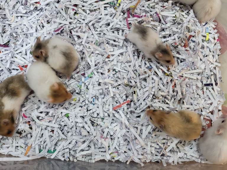 baby hamsters,  syrians.  lots of colours.   £10 each.         