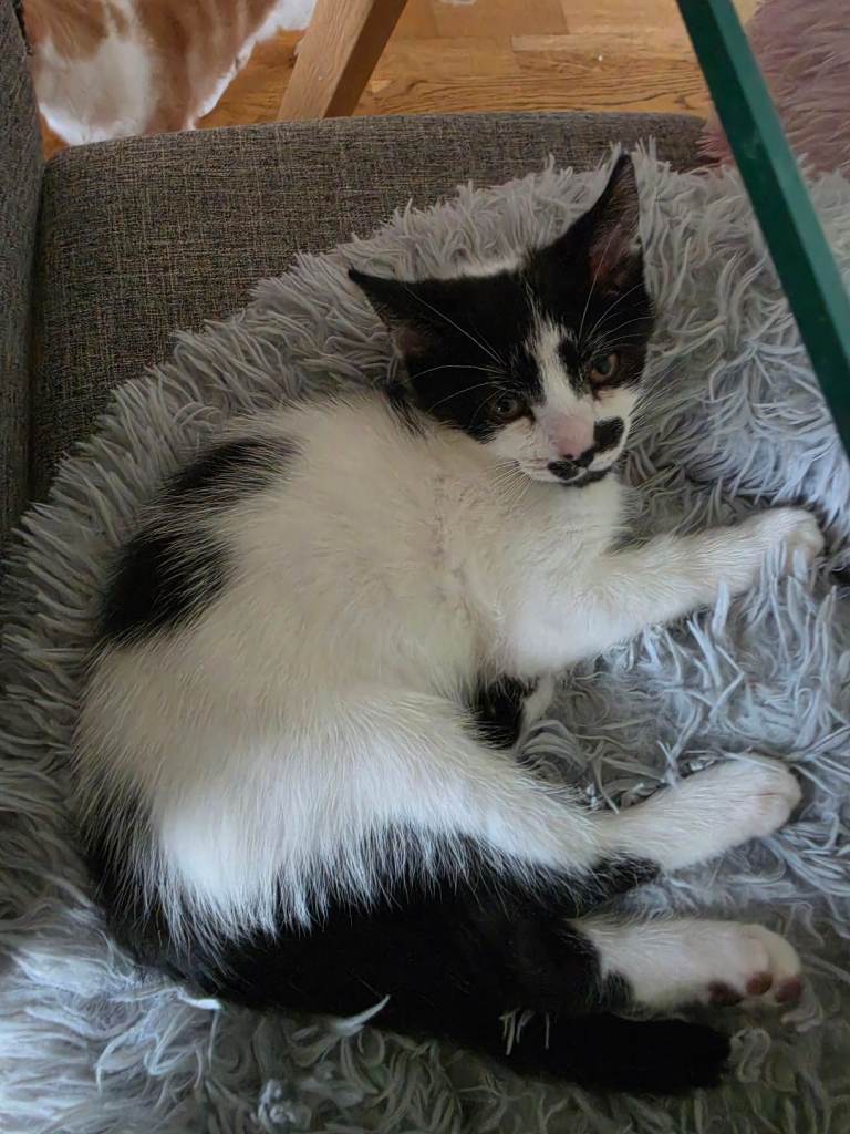 Black and white male kitten  