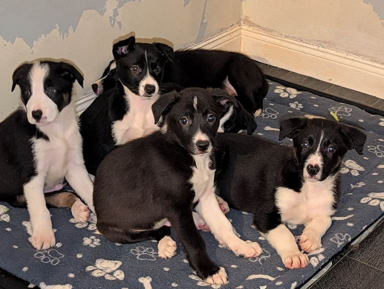 Border Collie puppies 