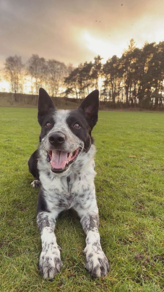 5yr old male collie dog