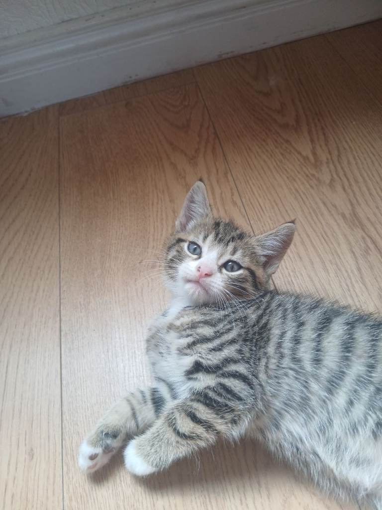 Two 9 week old kittens