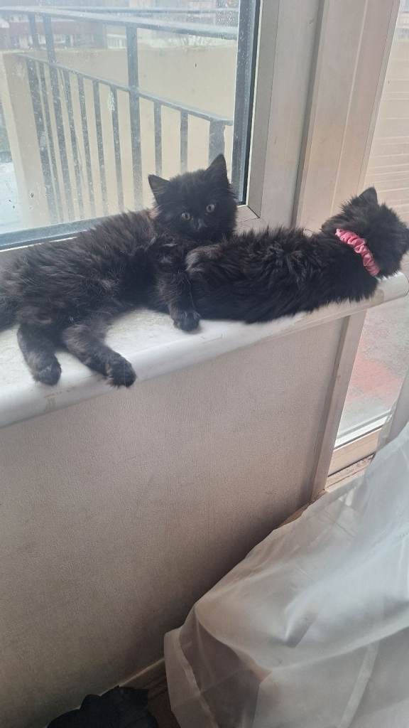 2 sisters, ready for their furever homes