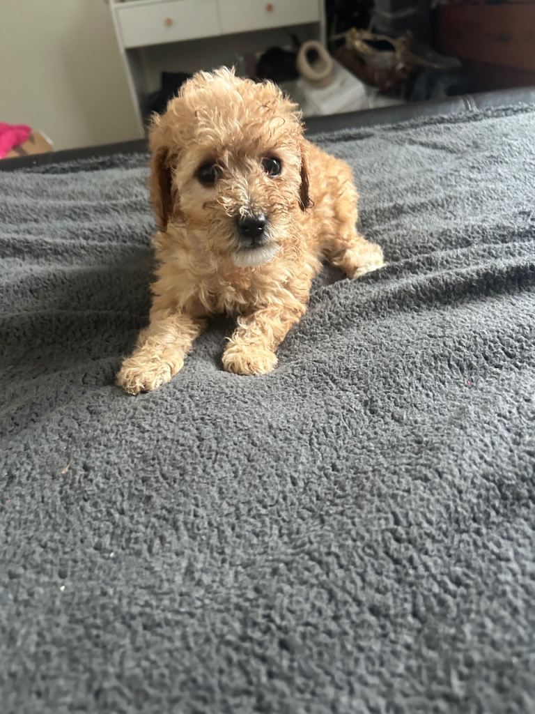 Cavapoo girl 