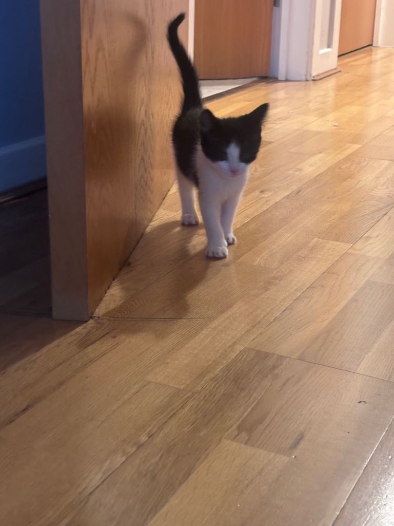 🐾 10-week-old black & white male kitten – vaccinated & litter trained