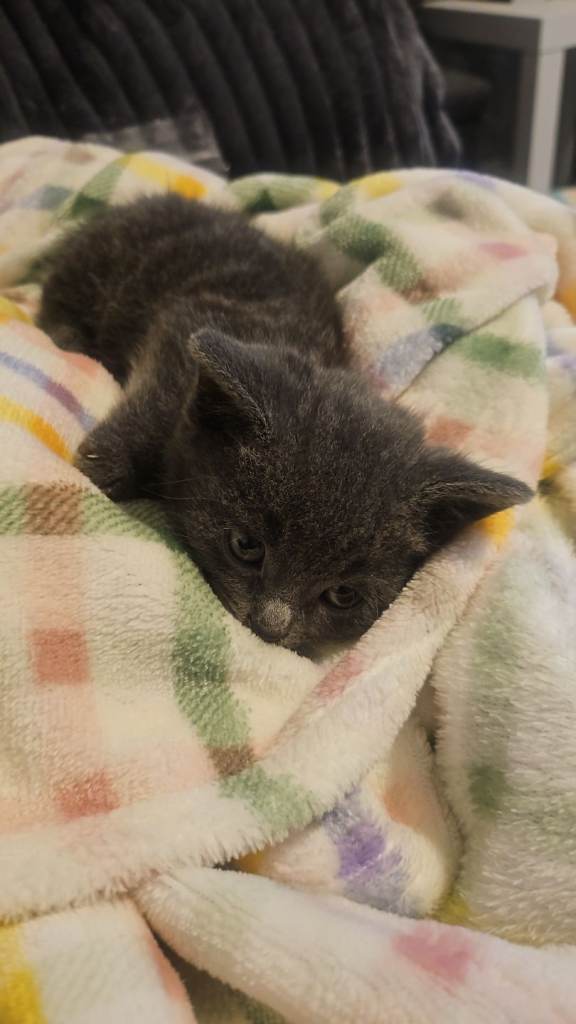 British short hair kittens 