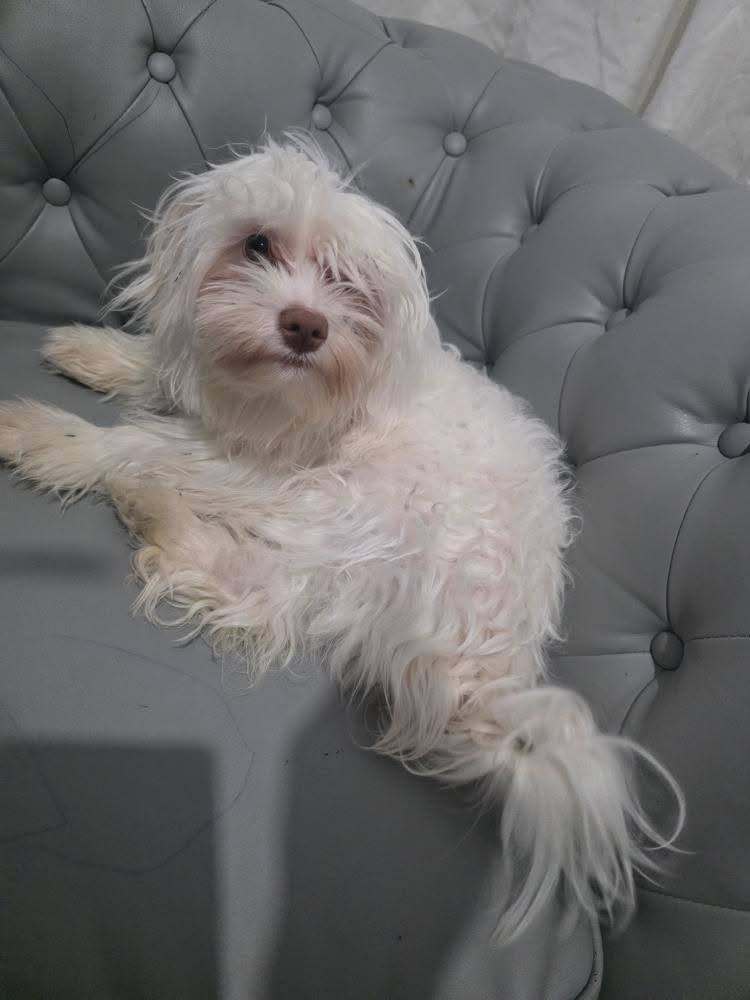 Maltese dog for sale 