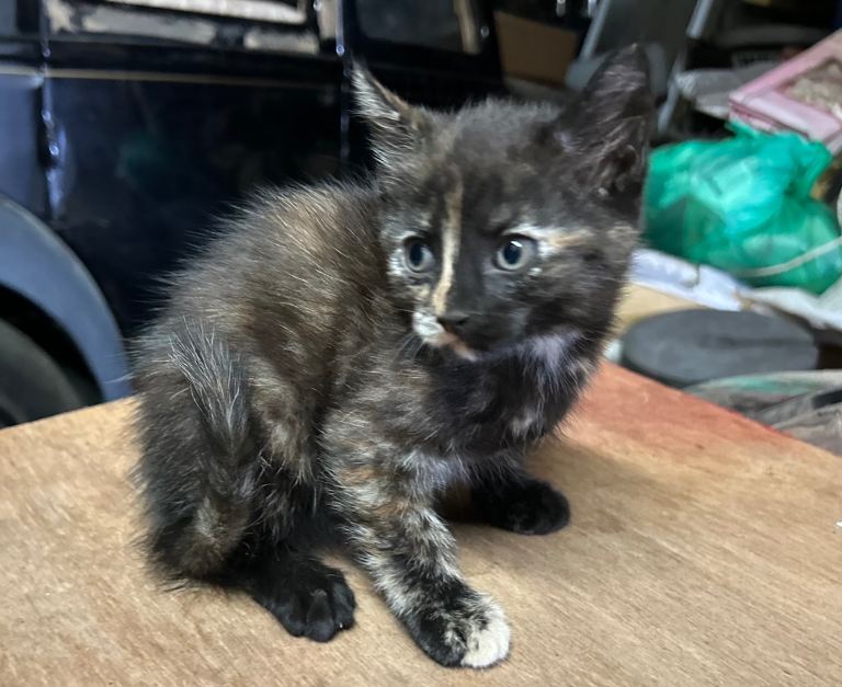 Kitten Kittens for sale girl STILL AVAILABLE 