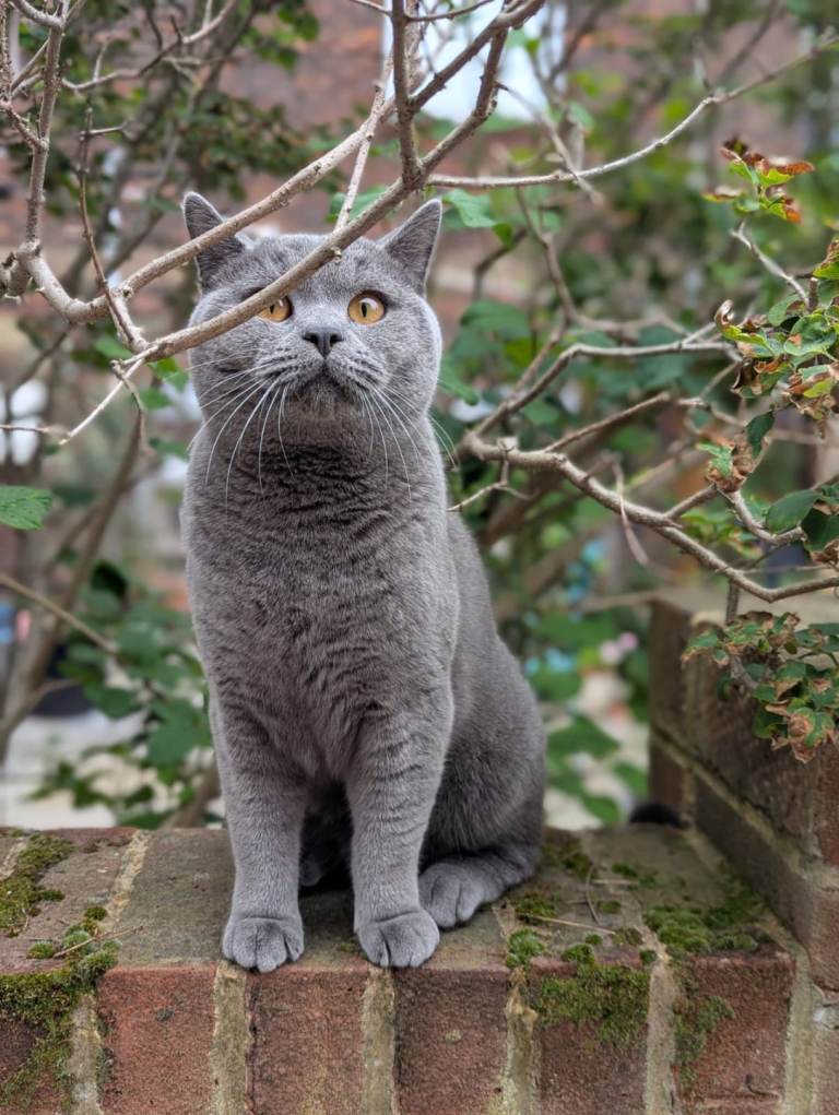 Grey british short hair cat. 