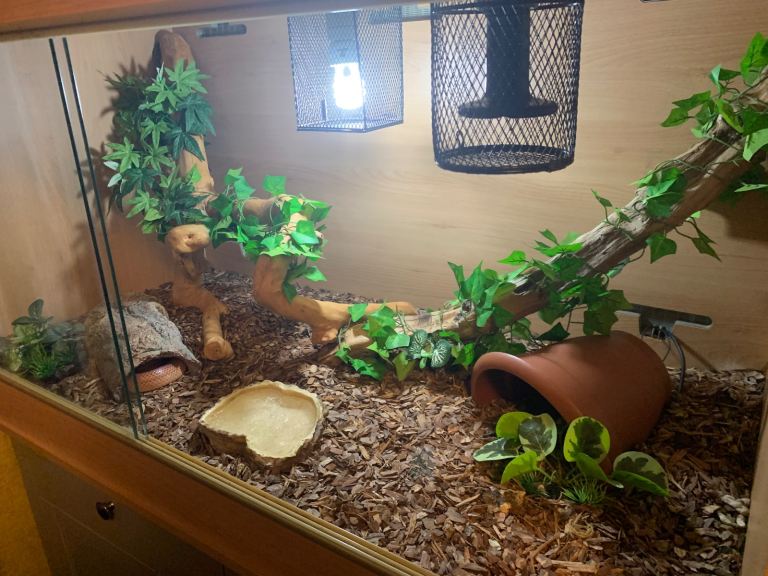 Cornsnake with full vivarium
