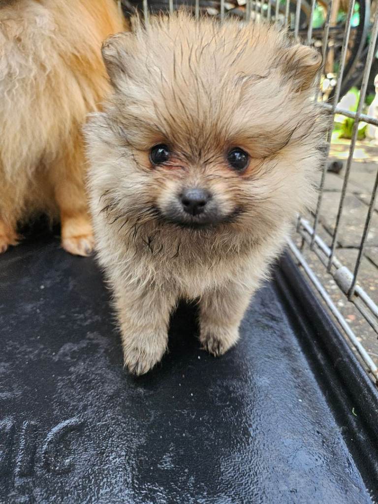 Pomeranian mini