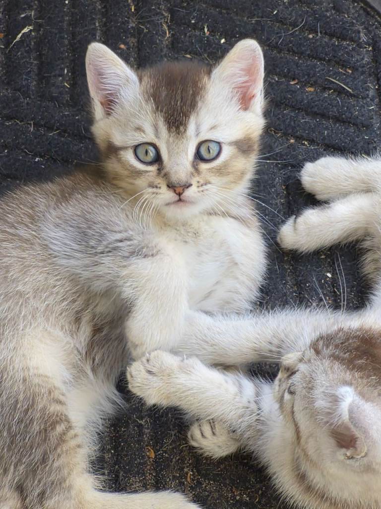 beautiful home bred british short haired kittens.