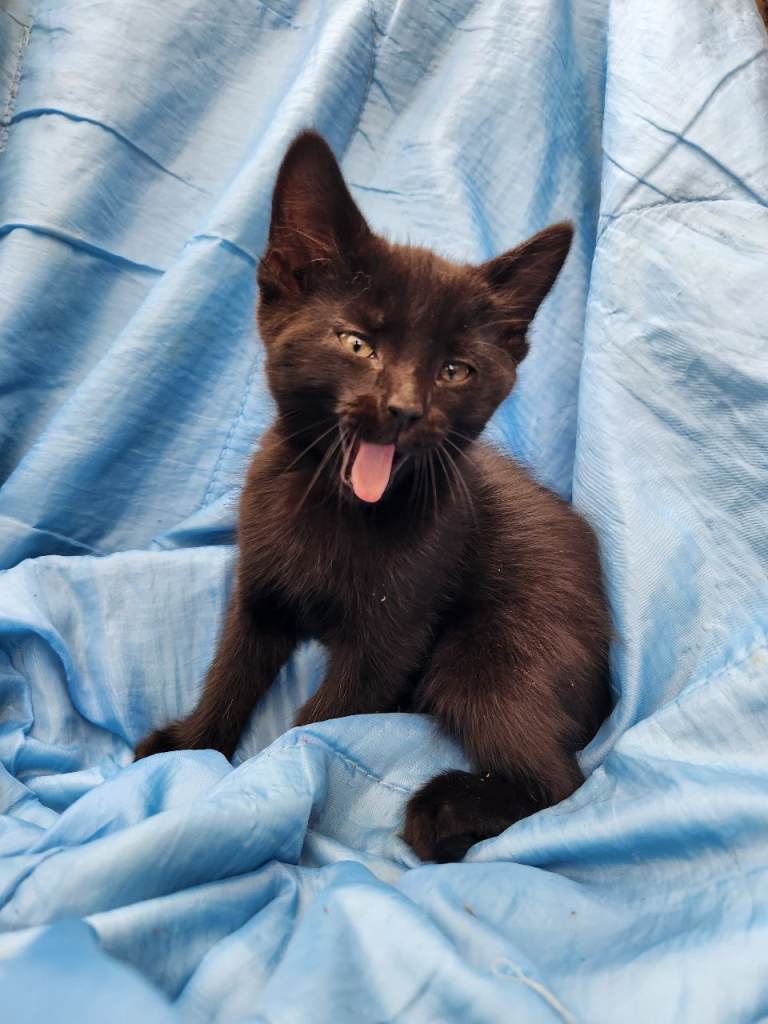 Mixed litter of kittens for sale to loving homes. Eating solids and litter trained 