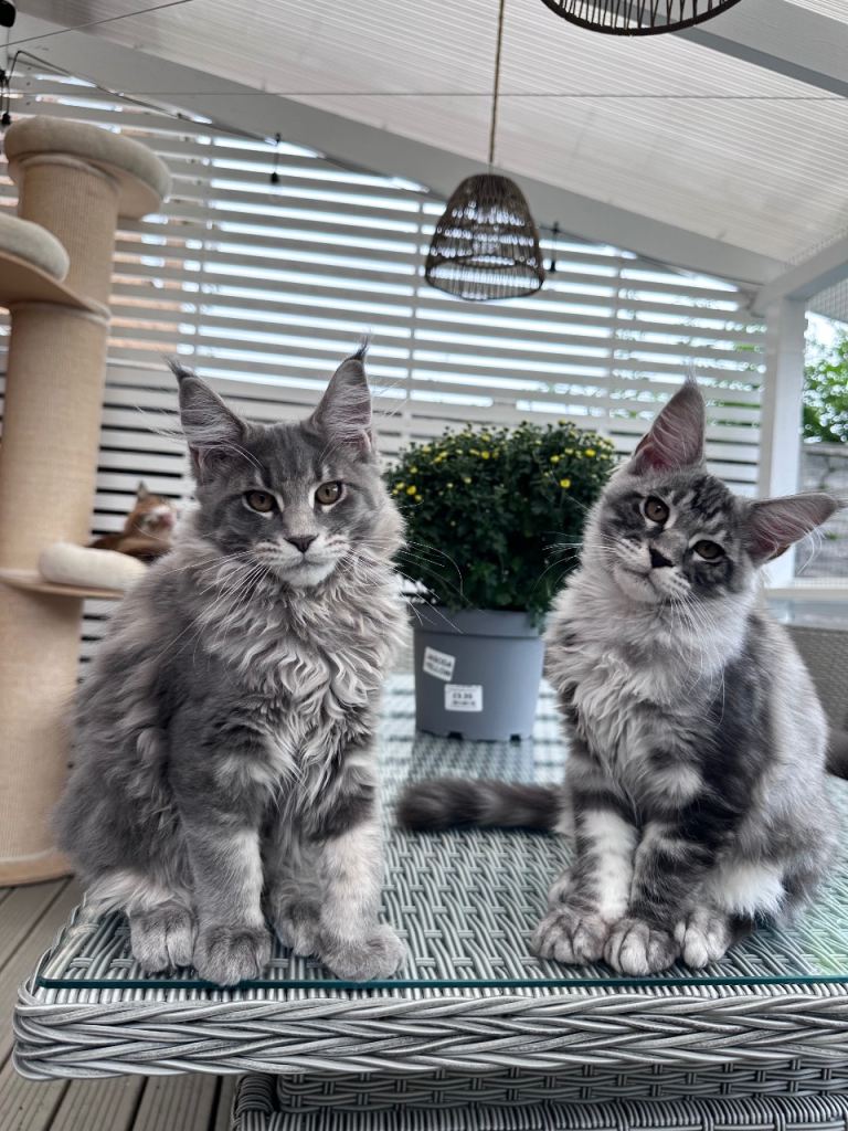 ✨2 Gorgeous Pure Breed Maine Coon Kittens✨