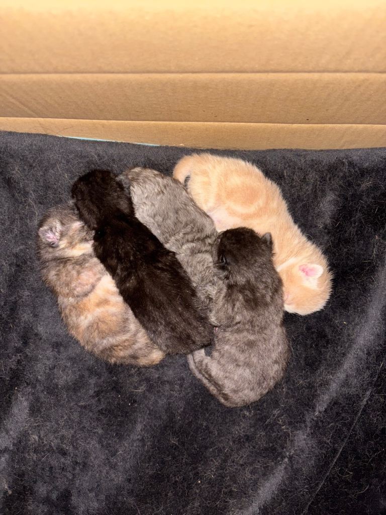 3 boys and 1 female kittens looking for new homes x