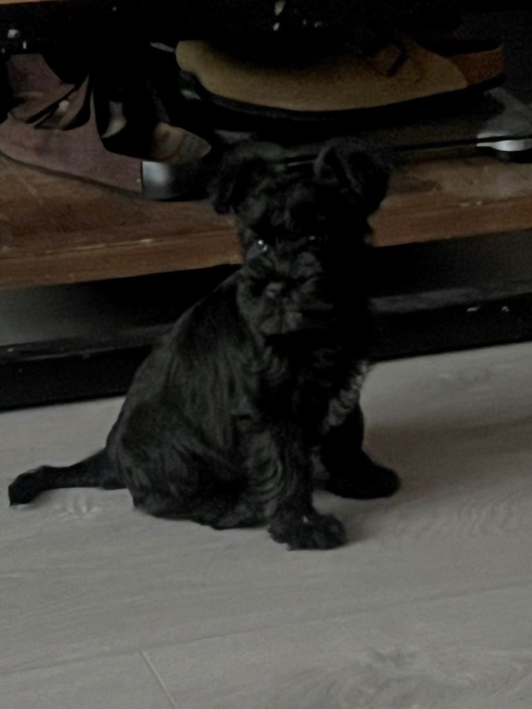 Miniature schnauzer 