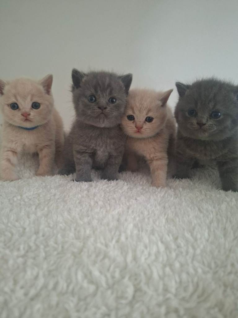 🩷 Outstanding Quality Chunky GCCF Pedigree British Shorthairs 💙