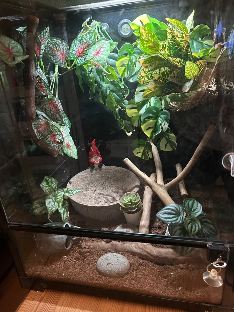 vivarium /exo terra / habitat frog enclosure