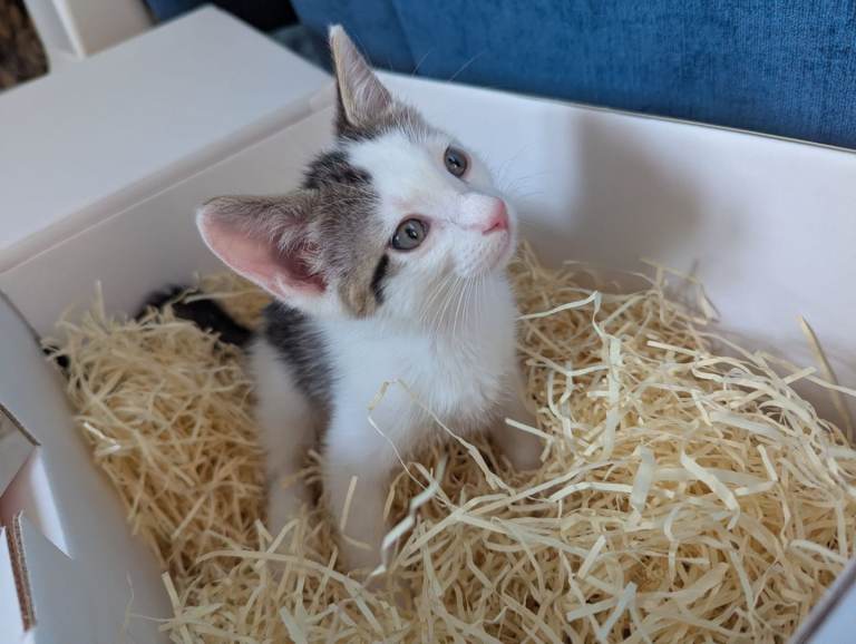 🐾 Adorable Mixed Breed Kittens – 1 Male & 1 Female – Ready Now