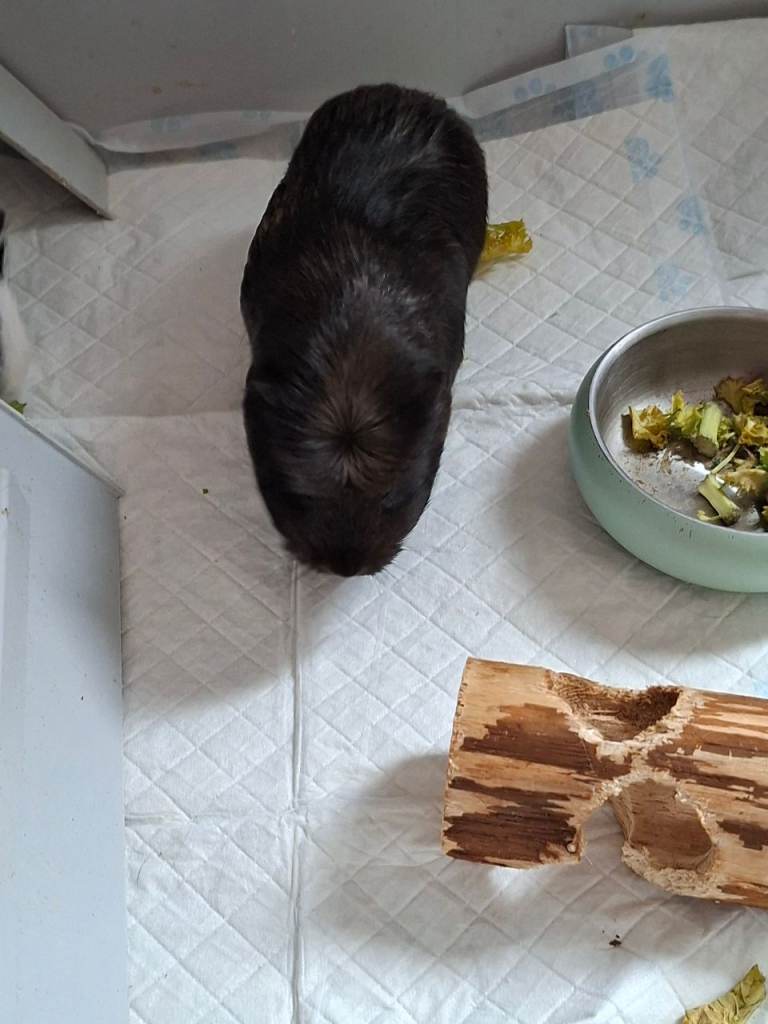 2 female guinne pigs 