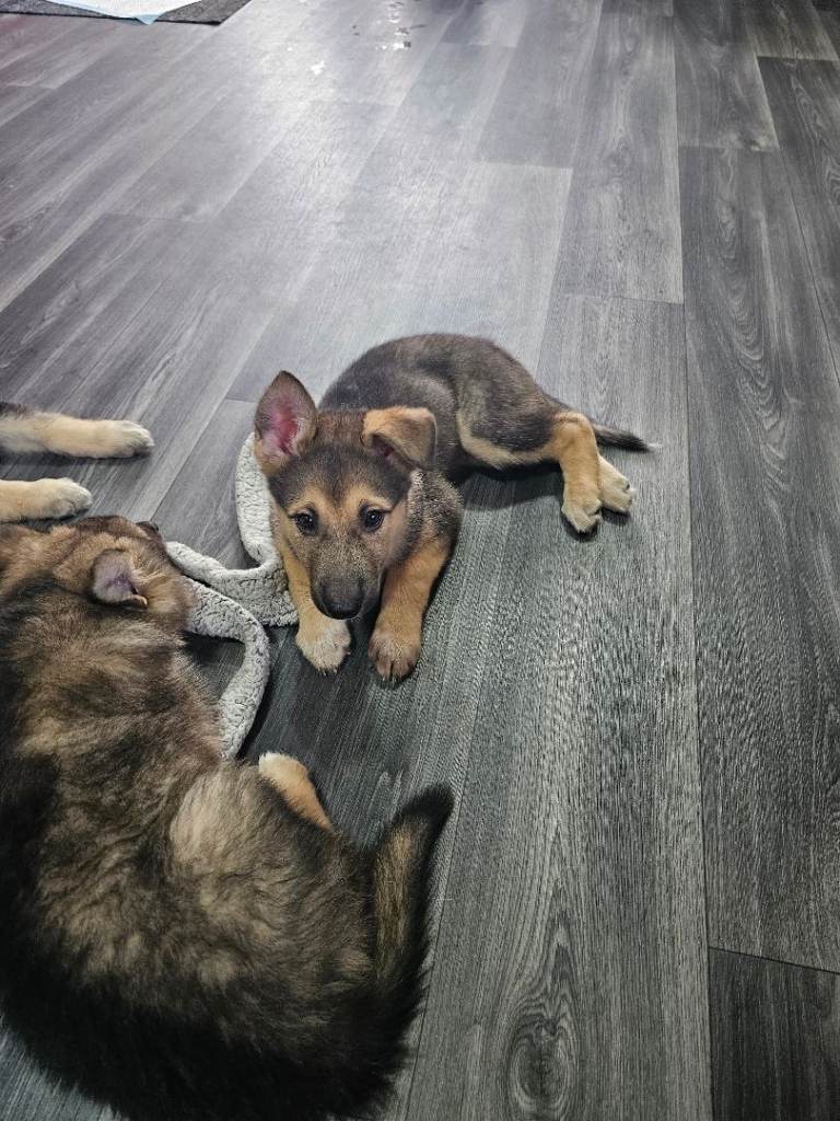 beautiful shepsky puppies