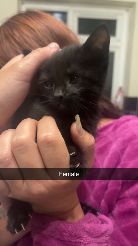 Five beautiful fluffy kittens 