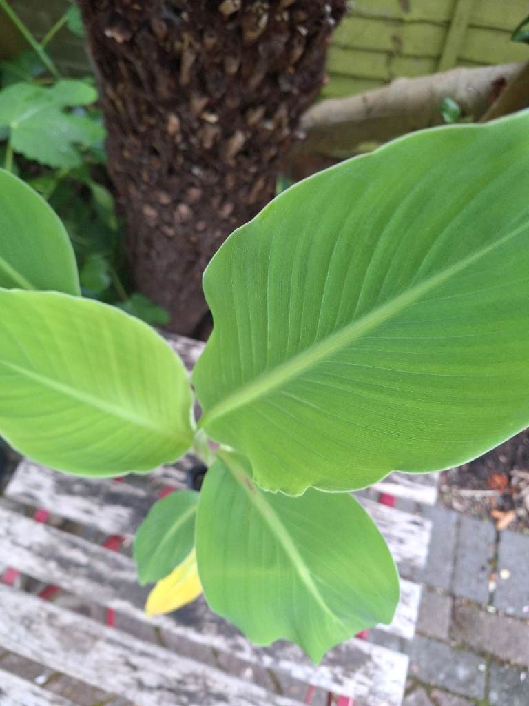 Banana Plant Rare Chinese Golden Lotus Musa Lasiocarpa Exotic Tropical Plant
