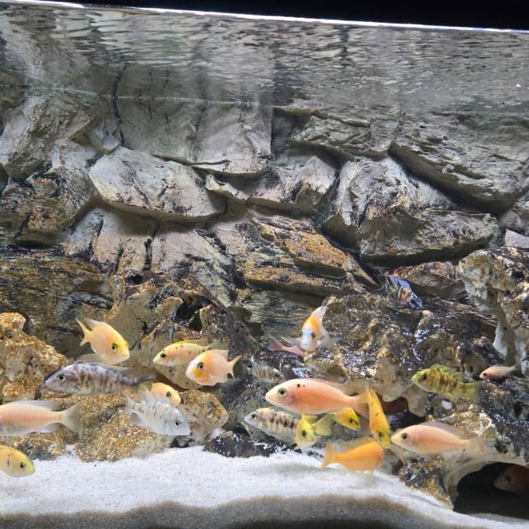 Malawi peacock cichlids 