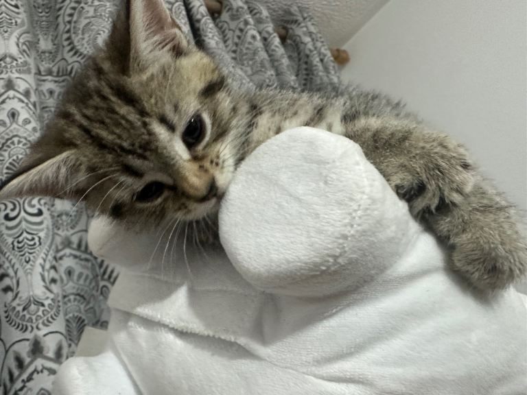 beautiful male cat 