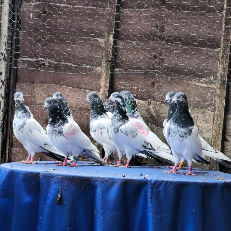 Pakistani pigeon 