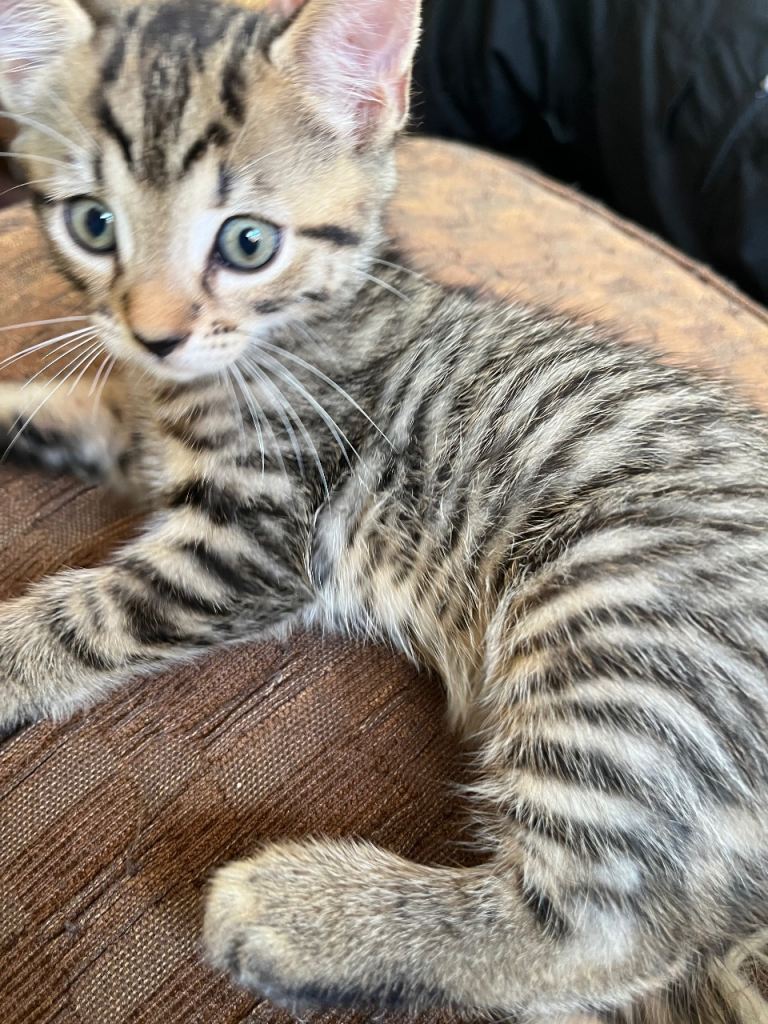 Gold Glitter Bengal X Kittens With Famous References! 