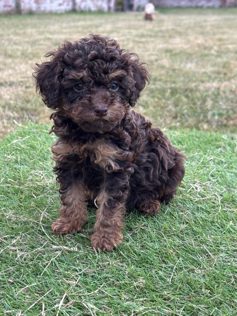 Stunning toy poodle puppies 